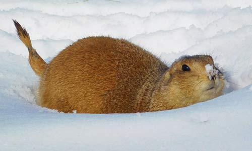 prairie dog in the snow