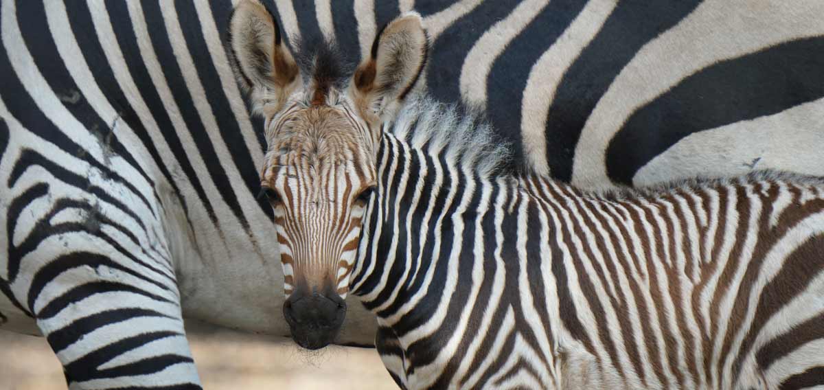 zebra foal