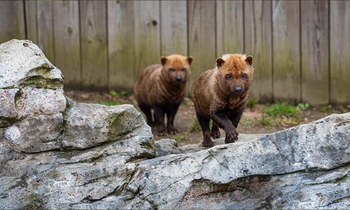 bush dogs