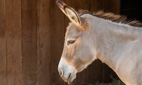 Sardinian dwarf donkey