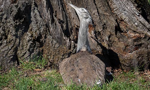 kori bustard