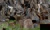 kori bustard