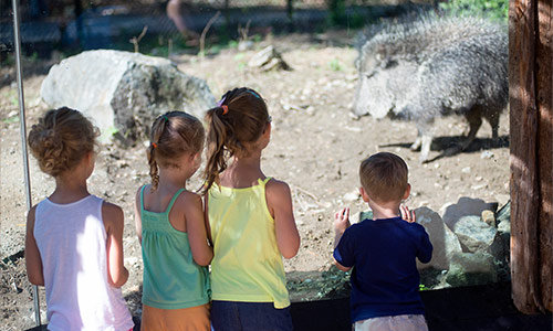 chacoan peccary and guests