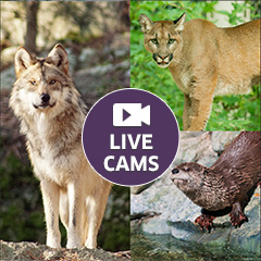 live cams