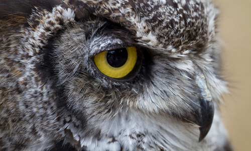 closeup on eye of great horned owl