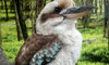 kookaburra