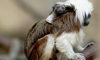 cotton-top tamarins