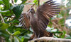 hammerkop