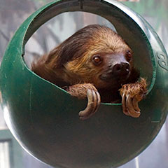 Slothball Box