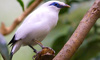 bali mynah