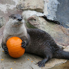 otter with pumpkin