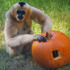 gibbon with pumpkin