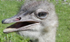 ostrich