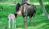 wildebeest