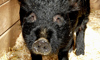 guinea hog