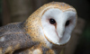 barn owl