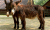 poitou donkey