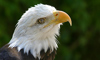 bald eagle