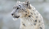 snow leopard