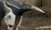 anteater