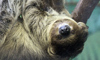 sloth
