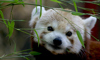 red panda