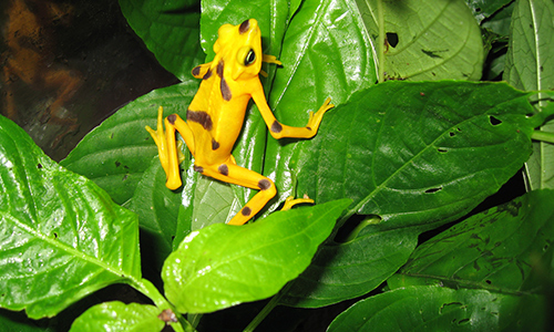 Panamaniangoldenfrog Gallery