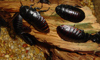 cockroach
