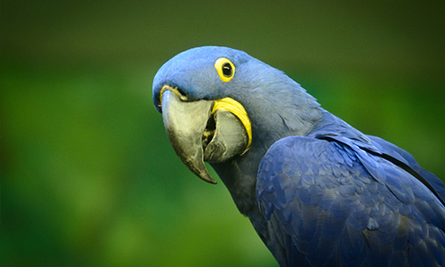 Macaw Gallery