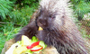 North American porcupine