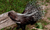 african-creasted porcupine