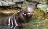 pygmy hippo