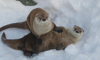 otter