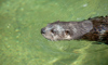 otter