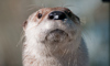 otter