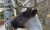 reindeer