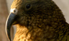 kea
