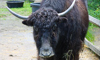 yak