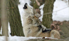 wolf