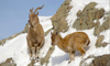 markhor