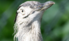 kori bustard
