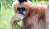 gibbon