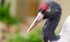 black necked crane