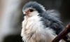 African pygmy falcon
