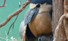 boatbilled heron