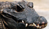crocodile