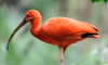 scarlet ibis