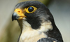 Peregrine falcon