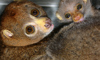 potto