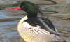 scaly-sided merganser